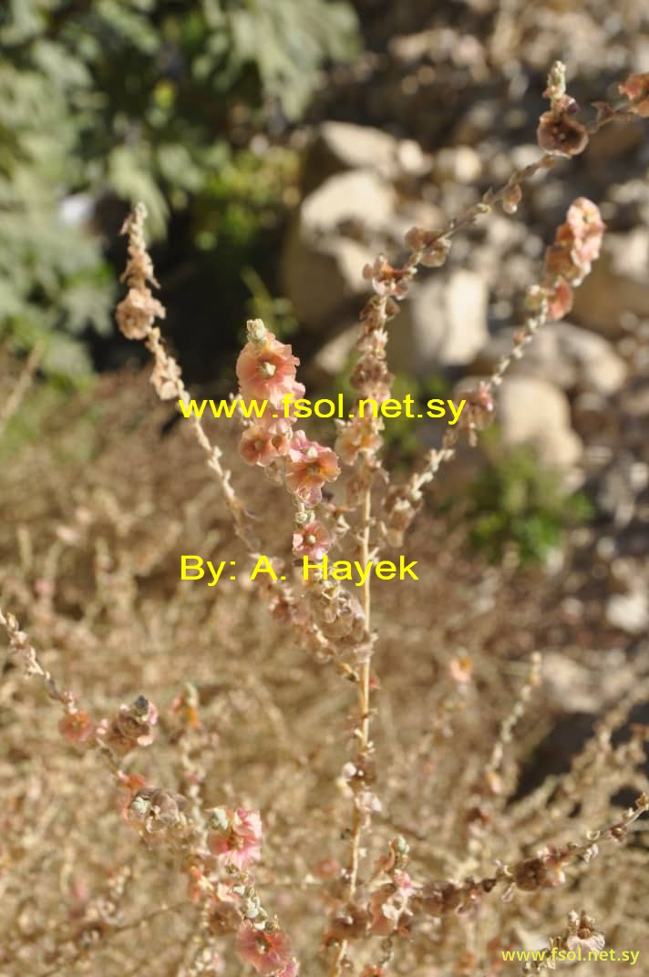 Salsola vermiculata L.